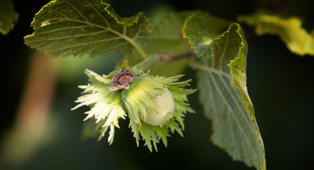 Hazelnut