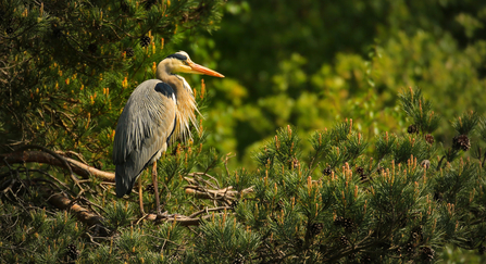 Heron