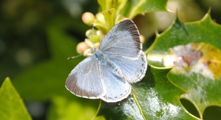 Holly blue