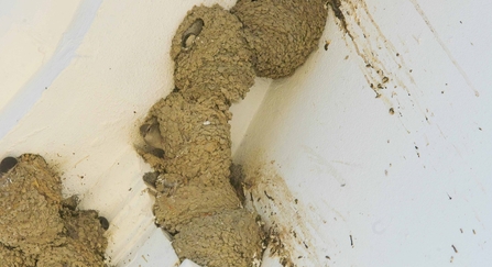 House Martin nests