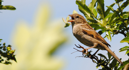 House sparrow female