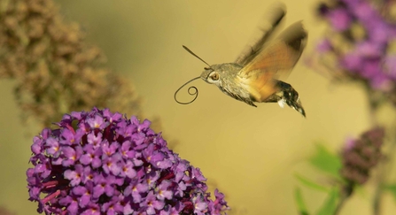 Hummingbird hawkmoth