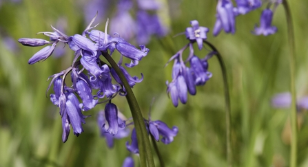 close up of bluebells by Katrina Martin / 2020VISION