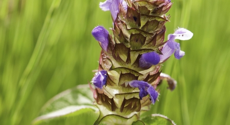 Selfheal