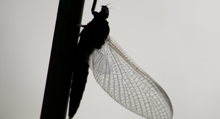 Mayfly