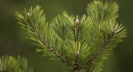 Scot's pine