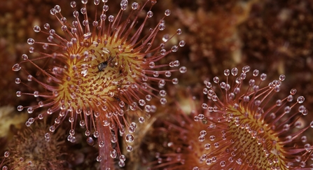 Round-leaved sundew
