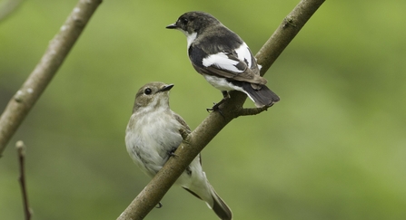 Pied flycatcher