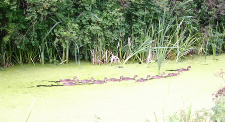 Mallard Duckweed