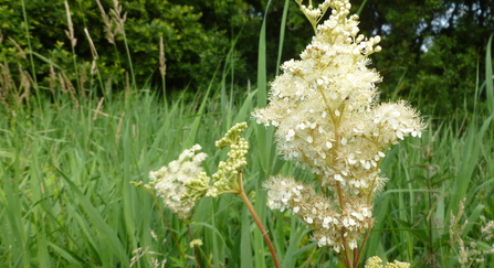 Meadowsweet