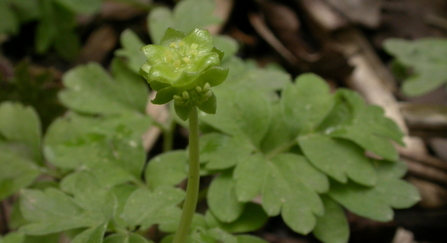 Moschatel