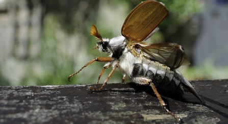 Cockchafer