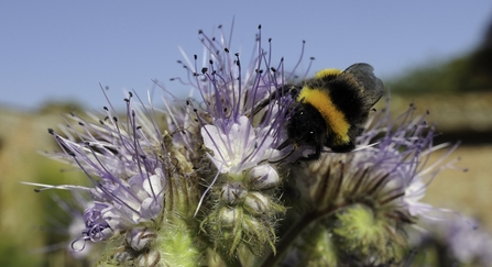 White-tailed bumblebee