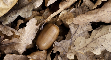 English oak acorn and fallen leaves