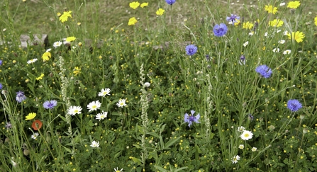 Wildlife meadow