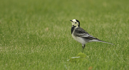 Pied wagtail