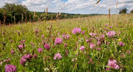 Red clover