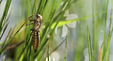 Dragonfly exuvia