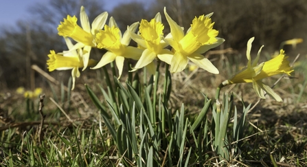 Wild daffodil