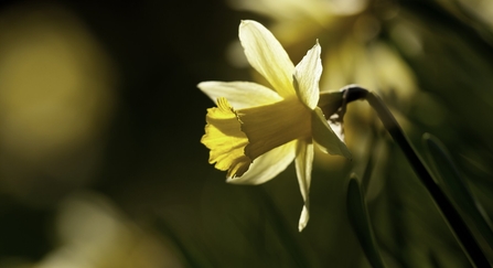 Wild daffodil