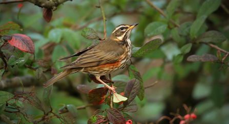 Redwing in tree