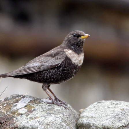 Ring ouzel