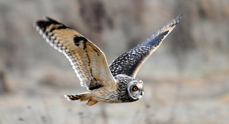 Short eared owl