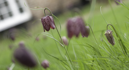 Snake's Head Fritillary (Fritillaria meleagris)