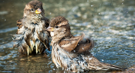 House sparrows