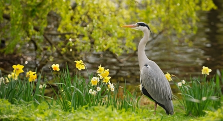 Grey heron