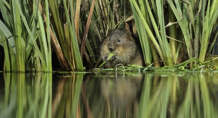 Water Vole (Arvicola amphibius) - Terry Whittaker/2020VISION