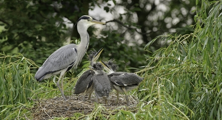 Grey heron (Ardea cinerea)