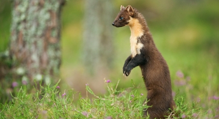 Pine marten (Martes martes), Scotland, UK