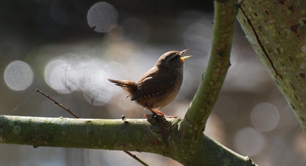 Wren