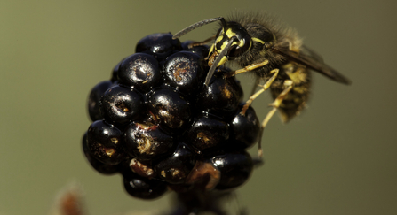 Wasp on blackberry