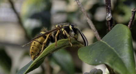 Queen wasp