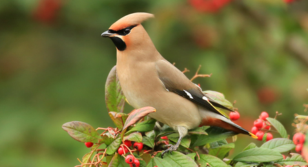 Waxwing