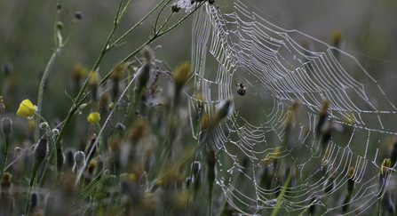 Spider's web