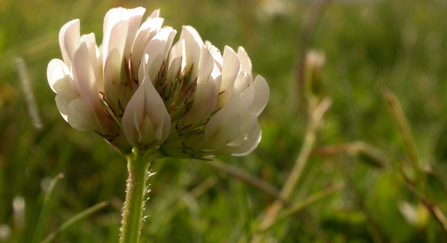 White clover