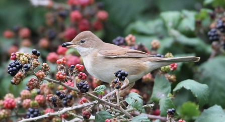 Whitethroat on balckeberries