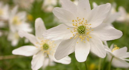 Wood anemone