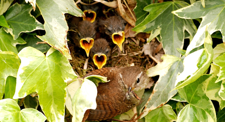 Wren nest