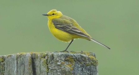 Yellow wagtail