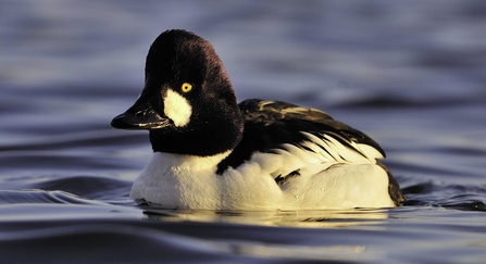 Goldeneye