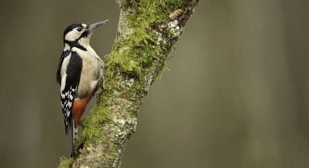 Great spotted woodpecker