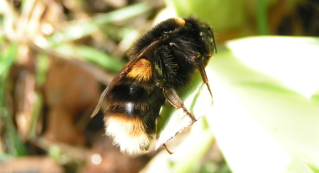 Buff tailed bumblebee