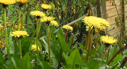 Dandelion