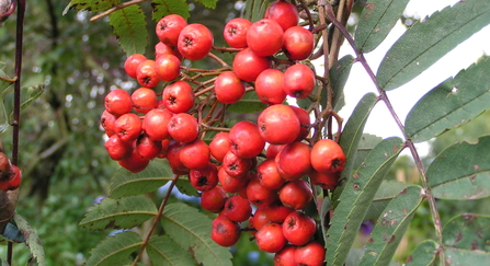 Rowan berries