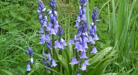 Spanish bluebells