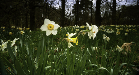 Daffodils